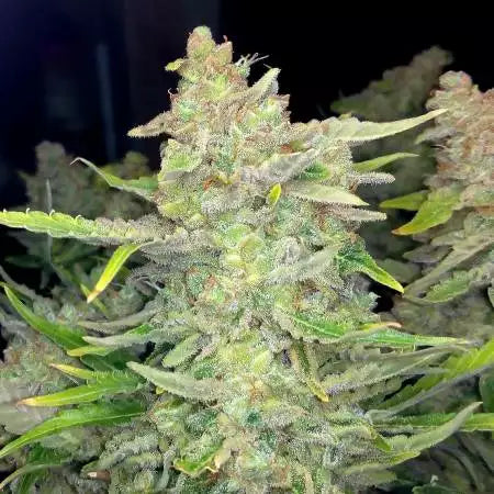 AUTO SWEET TOOTH
