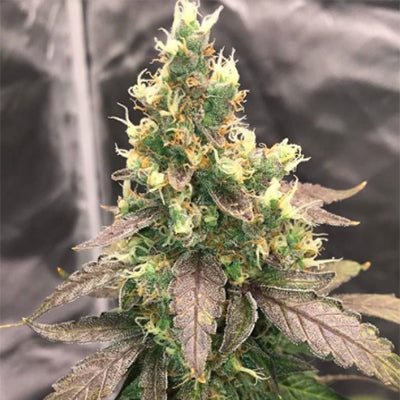 HappySeeds