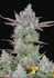 AUTO GORILLA X ZOOKIES