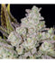 files/Gorilla-zookies-autoflower-700x800.webp