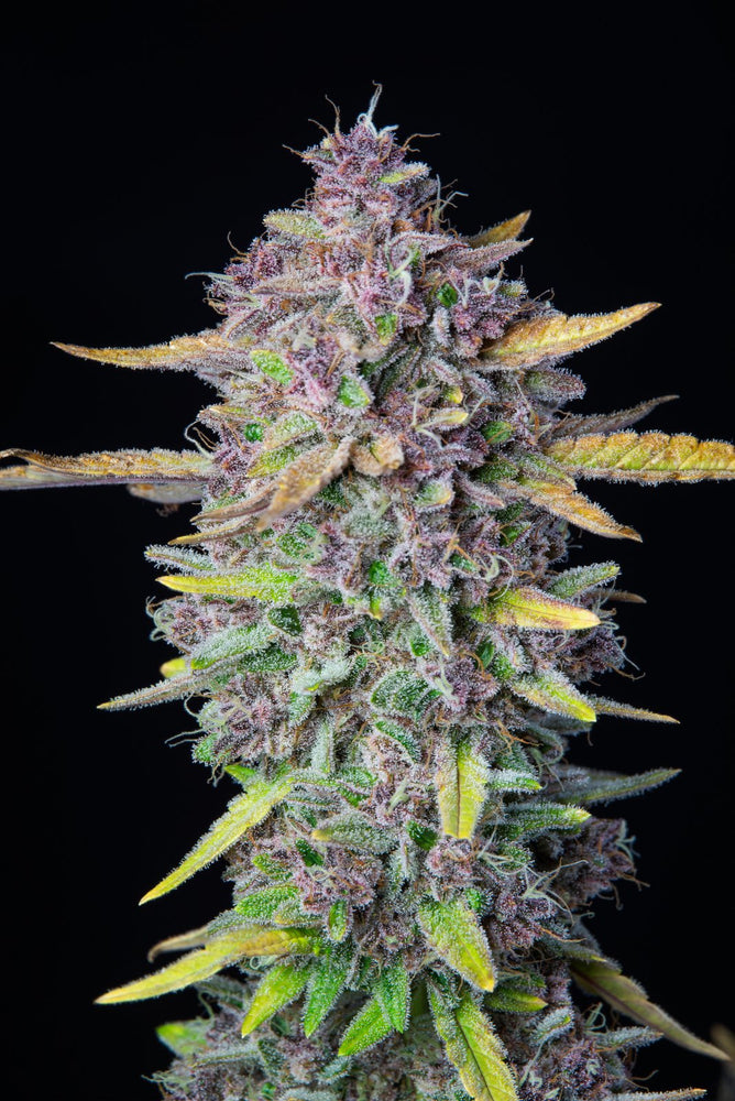 AUTO GRANDADDY PURPLE
