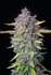 AUTO GRANDADDY PURPLE