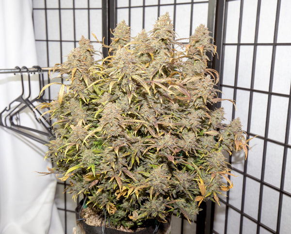 AUTO STRAWBERRY CHEESE