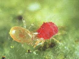 Predatory Mites